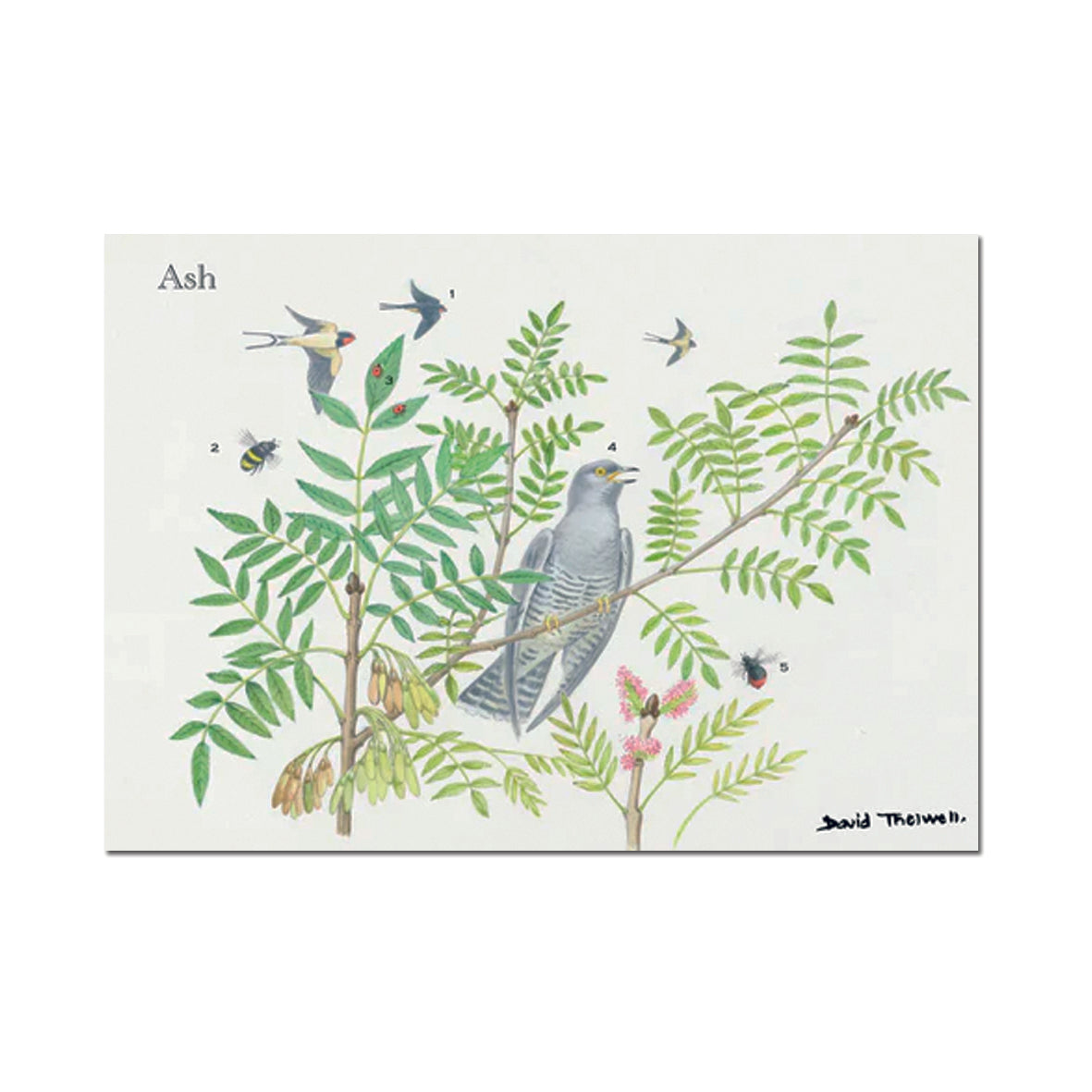 Card - DATHGCASH Ash