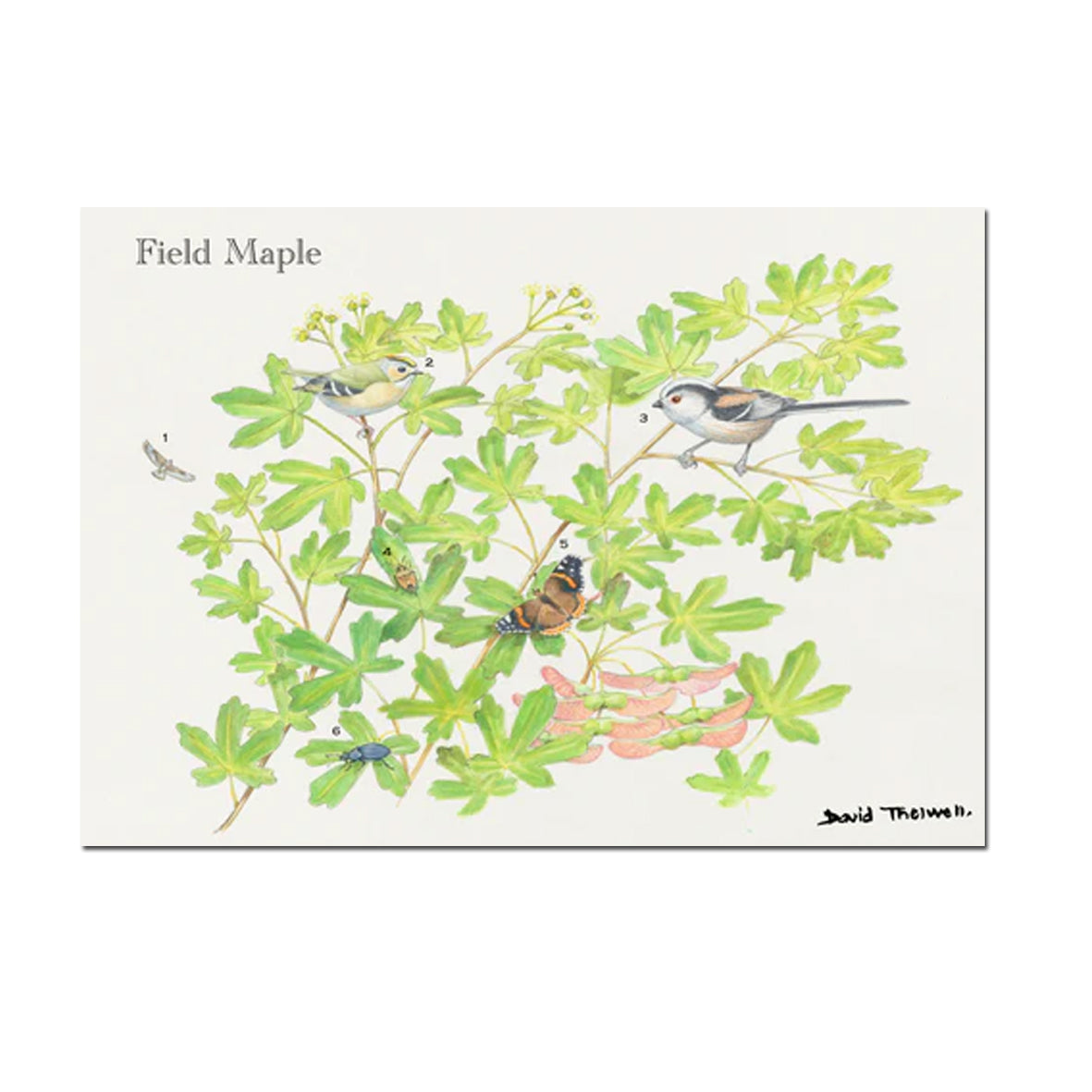 Card - DATHGCMAPLE Field Maple