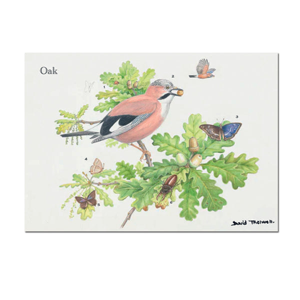 Card - DATHGCOAK Oak